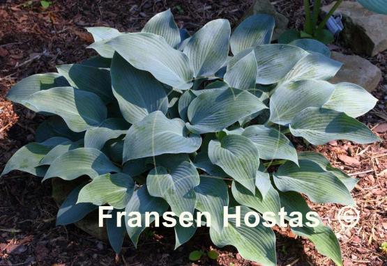 Hosta Devon Blue